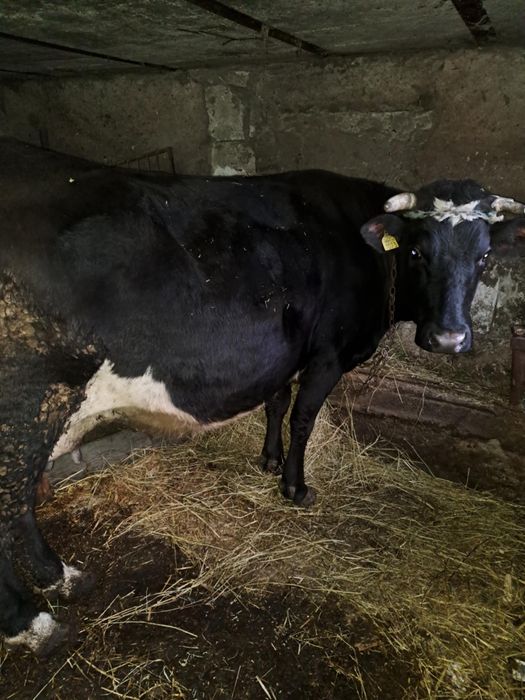 Vând vaca gestanta în 7 pe a opta luna