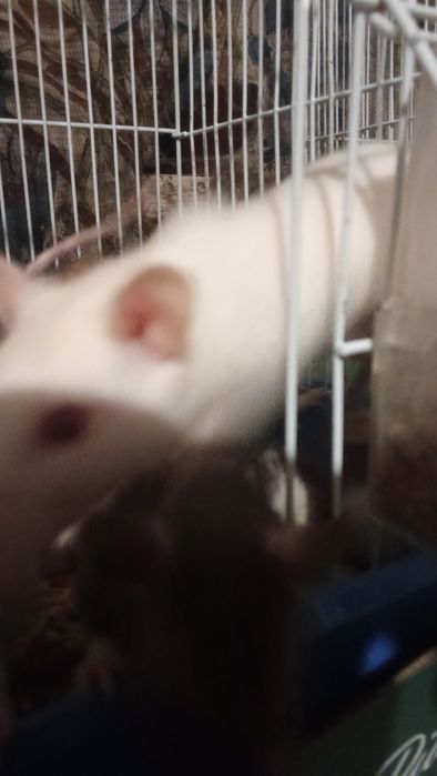 Продам крыс к рукам приучены