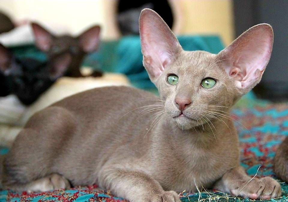 Редкие Ориентальные КОТЯТА