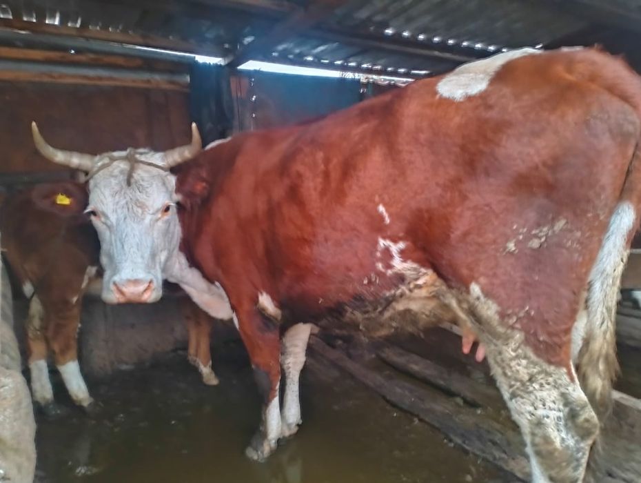 Коровы хорошие молочные