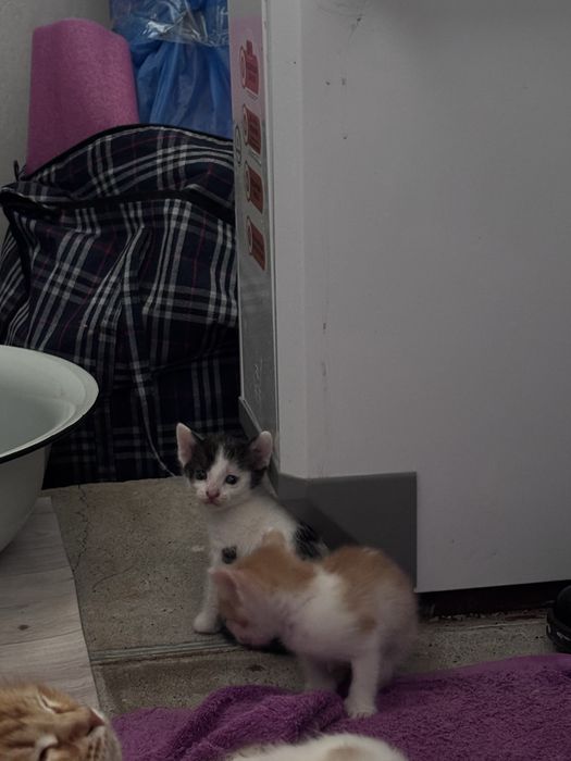 Отдам котят в добрые руки