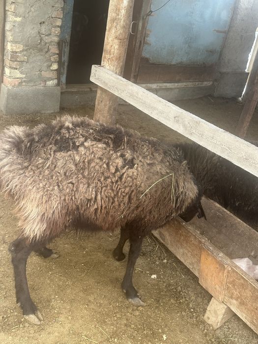 5 ірі қой сатылады