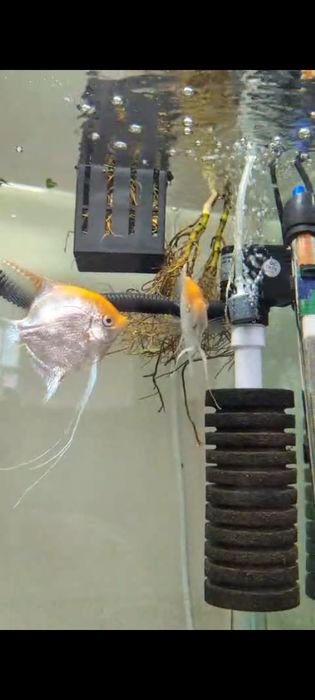 Продам скалярии кои