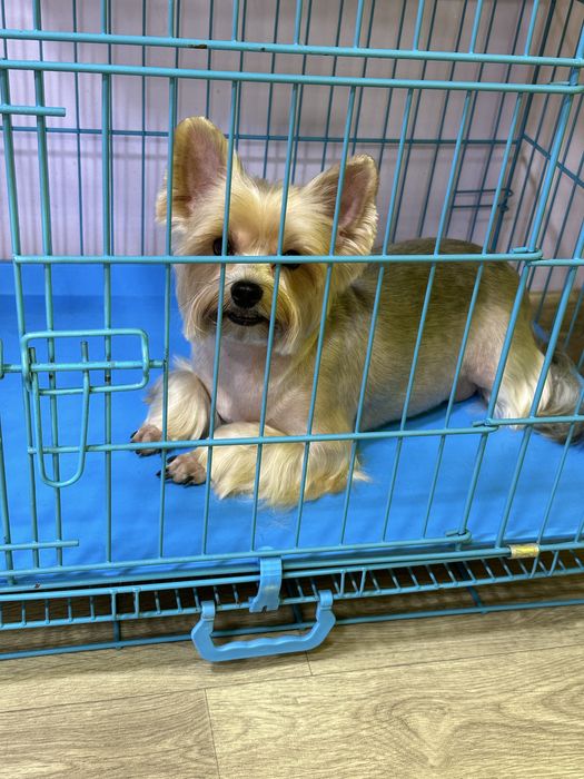 Профессиональные услуги грумера