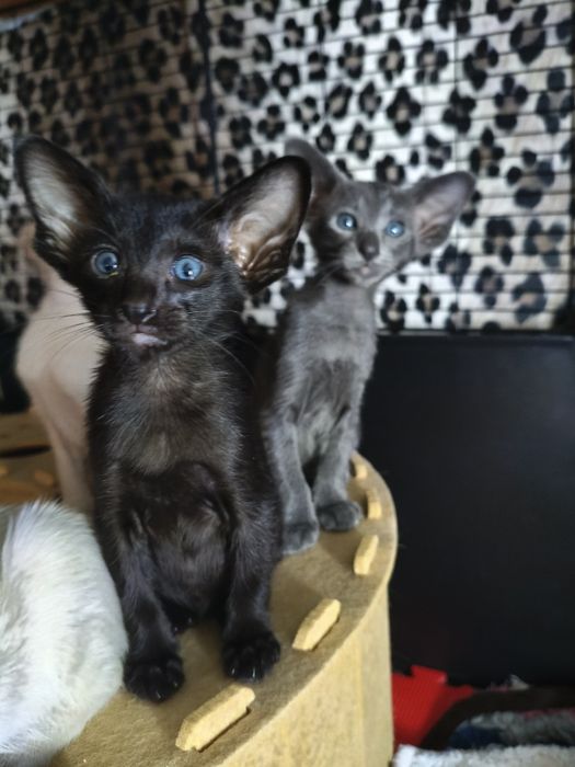 Ориентальные котята