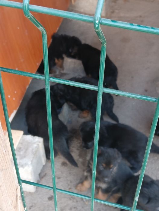 Продаются щенки немецкой овчарки