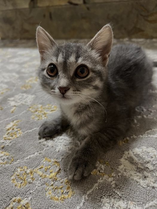 Котенок в добрые руки