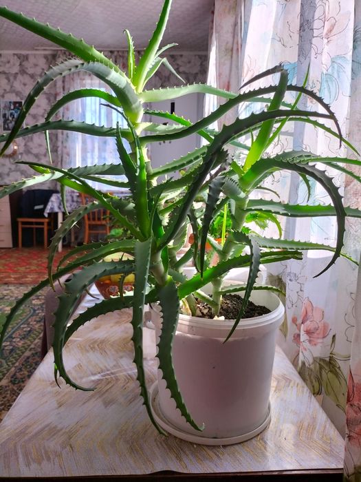 Продам алое лечебный