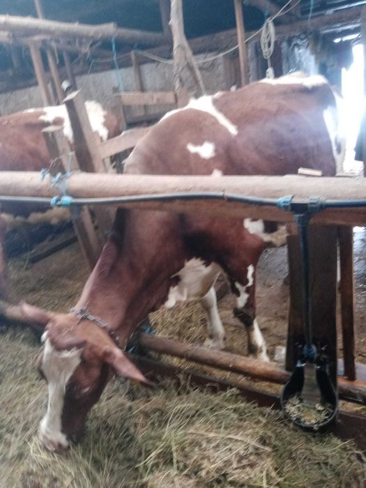 Vând vacă Red Holstein