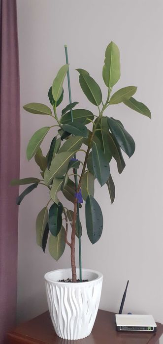 Продам комнатные цветы