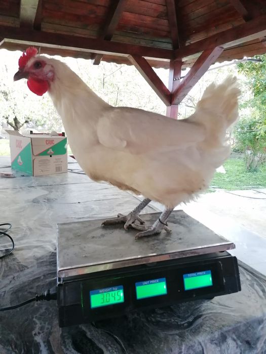 Vând oua pt incubat La bresse