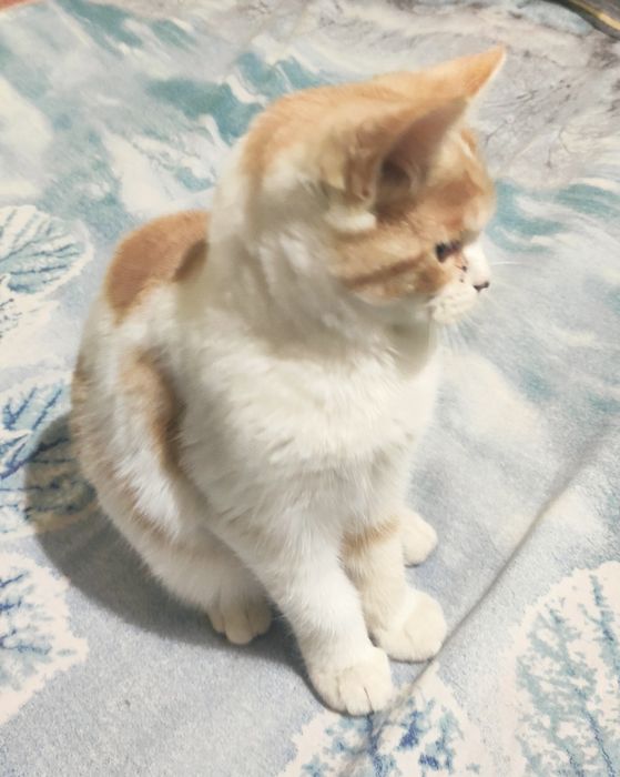 Девочка страйт 6 месяцев