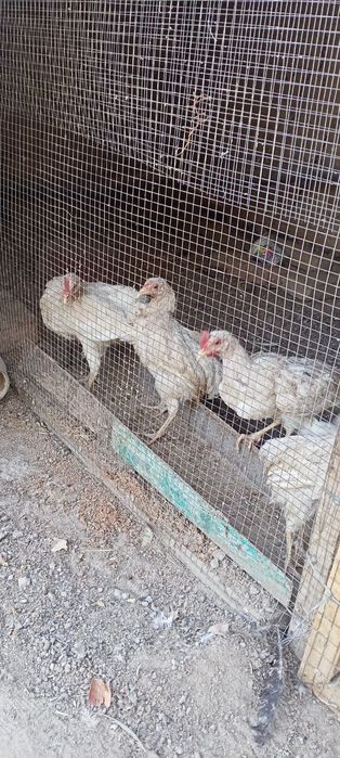 Juja , joʻja , joja , jo'ja lar sotiladi.