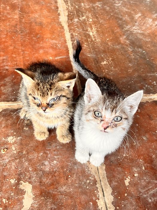 Motani si Pisici de adoptat