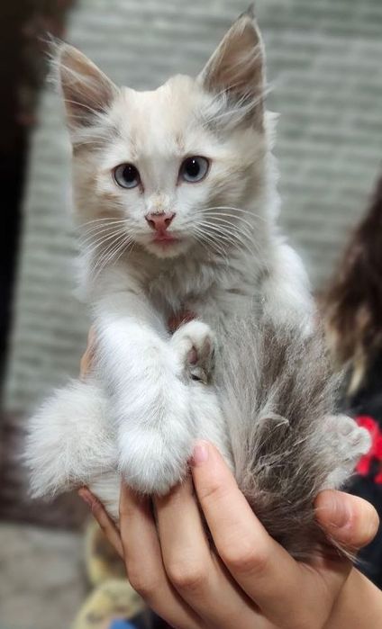 Котята ищут дом, 3 мальчика, в добрые руки