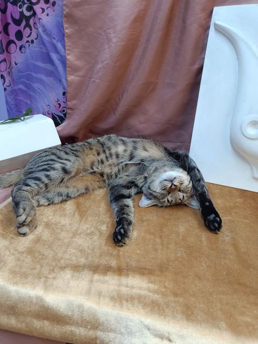Кот - компаньён ищет дом!