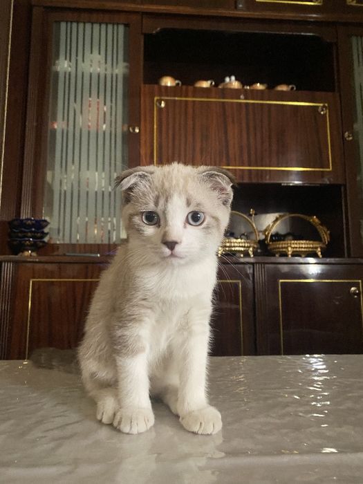 Shatlandkiy mushuk  bolalarga oʻrgangan