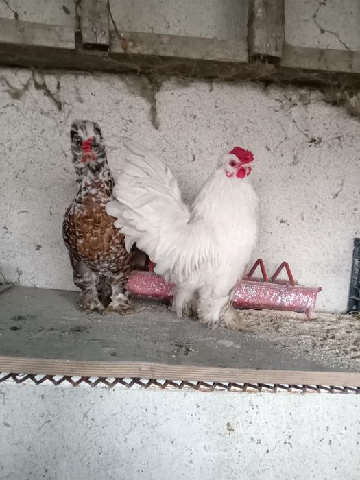 Pituci moțați și încălțați