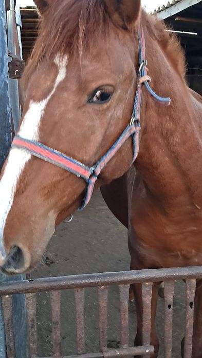 Продам лошадь 2 года будет в мае