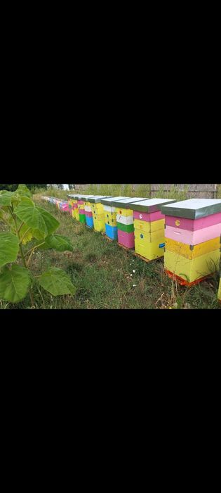 Miere de albine de vânzare Poliflora