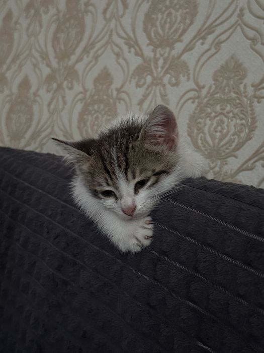 Отдам котенка в добрые руки