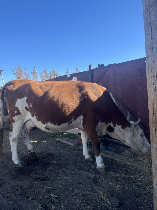 Сиыр сатылады 6-7 туған 750000 ға