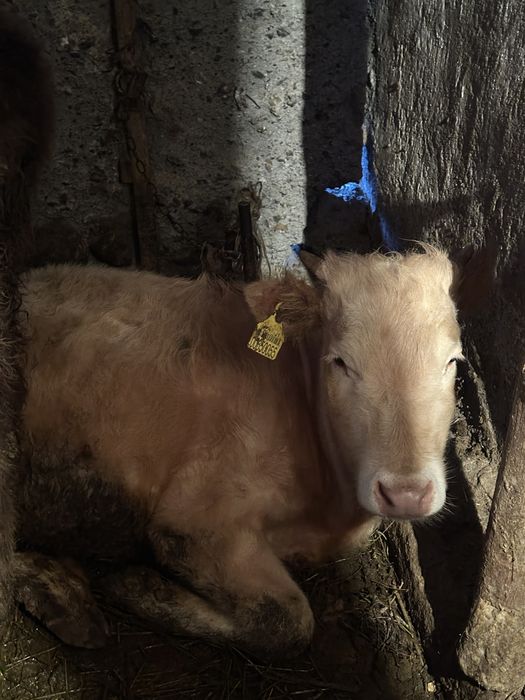 Продам телят бычки, талочки