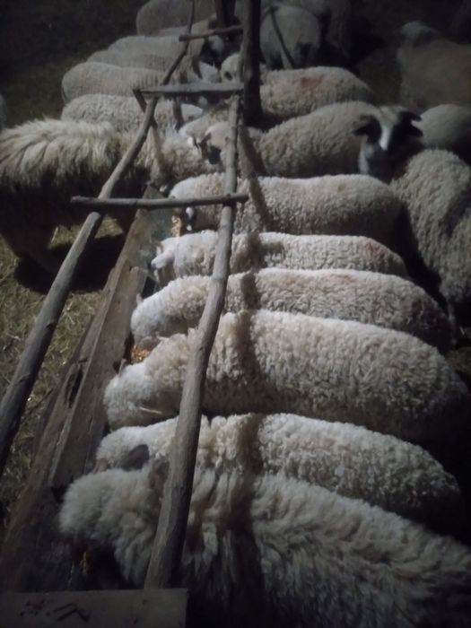 Miei de paşti de vânzare