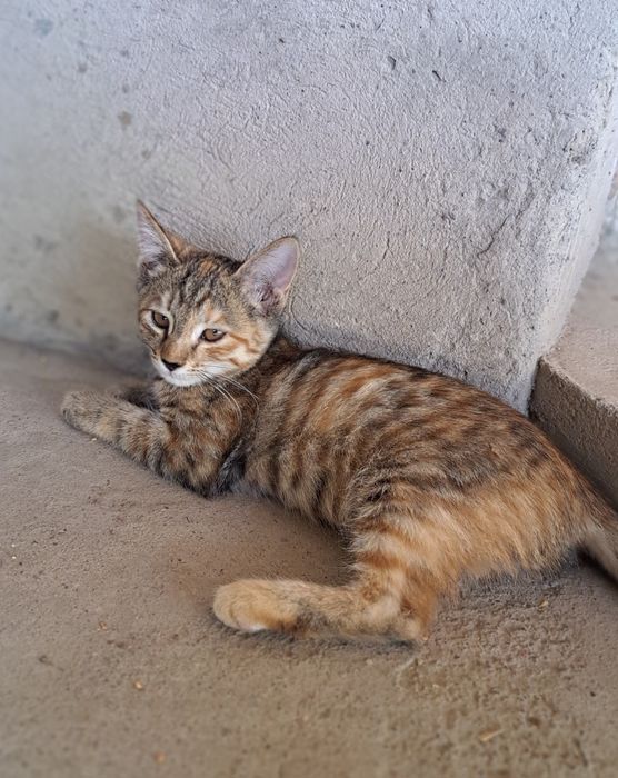 Отдам котят в хорошие руки