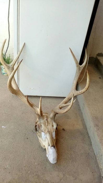 Еленски трофей(рога) с череп