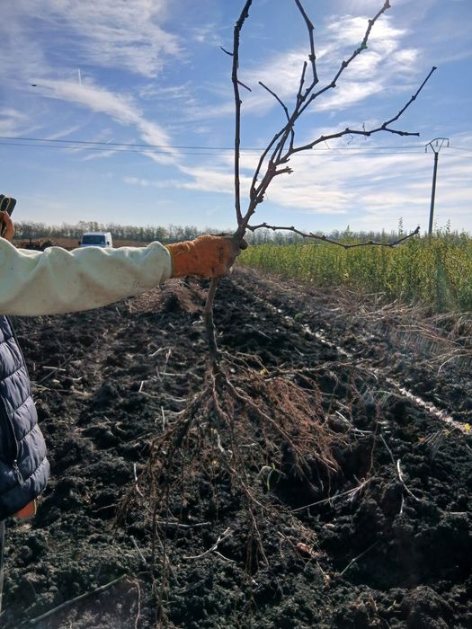 Vand butasi certificati altoiti