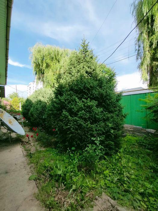 СРОЧНО! продаю большие ели 3шт