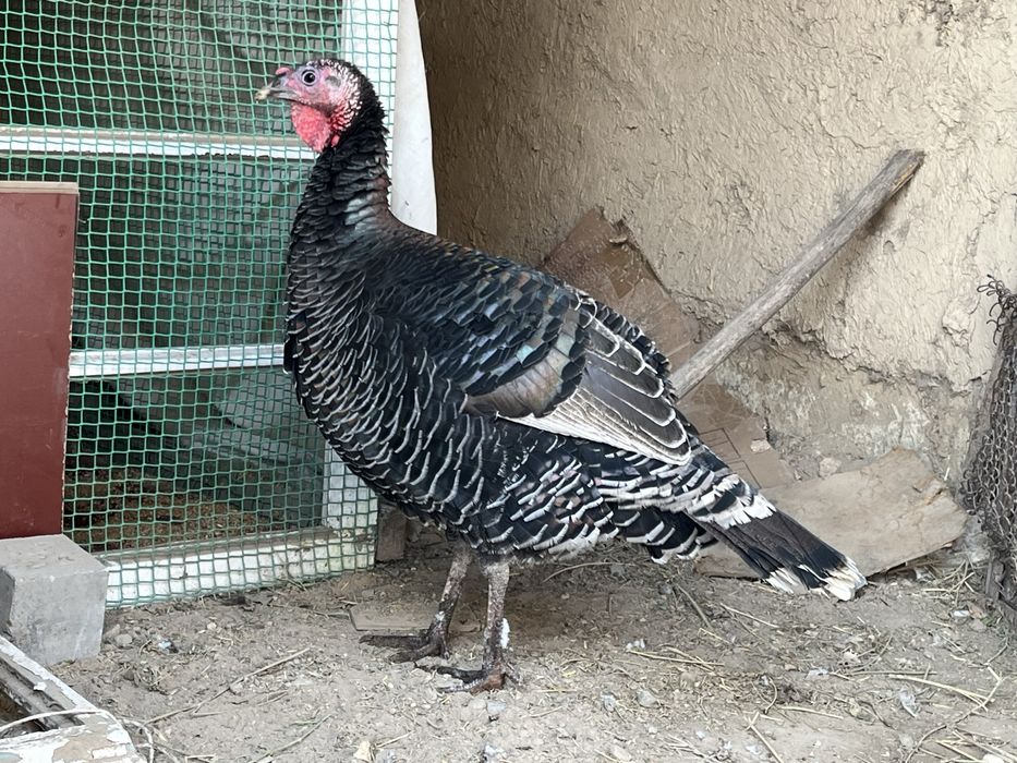 Күркетауық сатылады, продаются индюшки