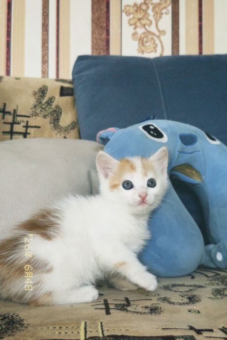 Раздаем котят бесплатно