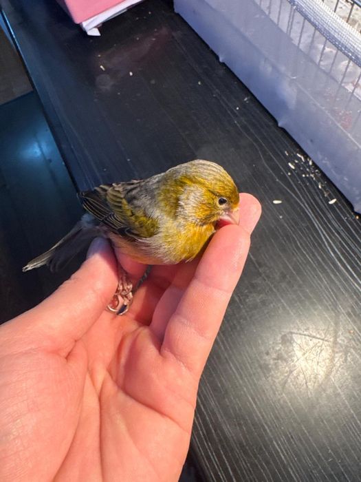 Канарейка самец зеленое дерево