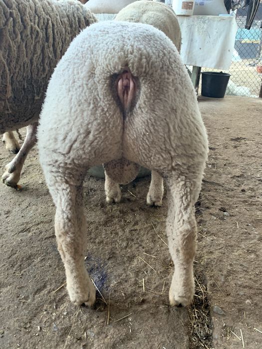 Мутон Шароле - кочове