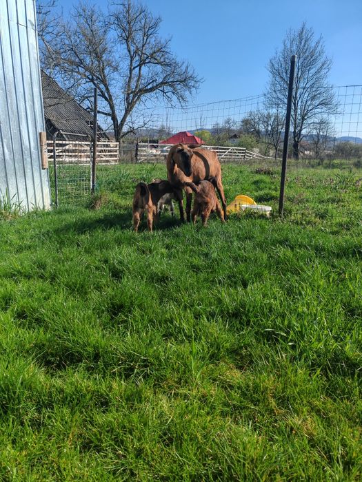 Vând iezi anglo nubian