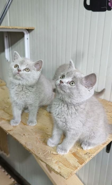 British Shorthair Blue