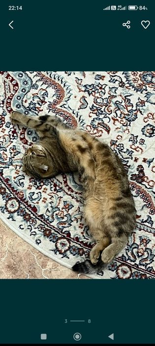 Кошка шотландская вислоухая девочка