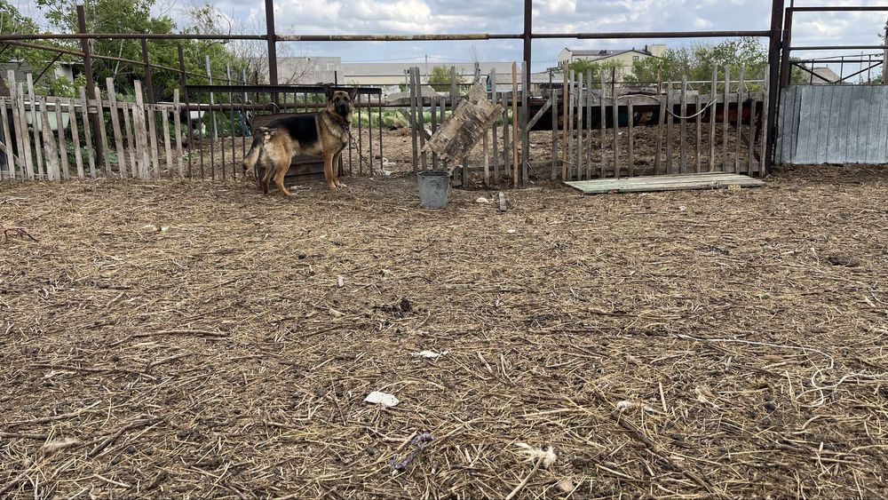 Продам немецкую овчарку