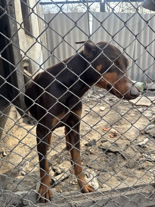 Продам добермана