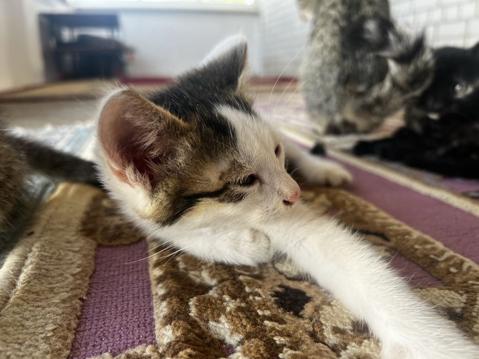 Кошка отдам бесплатно актобе