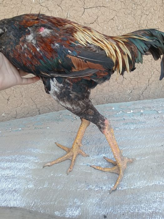 Dakan xo'roz yoshiga tolmagan 700 min dvoman kami bor