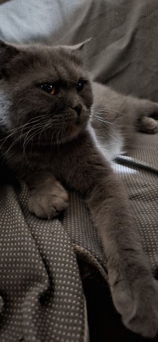 Shotlandiskiy skotsh fold sotiladi