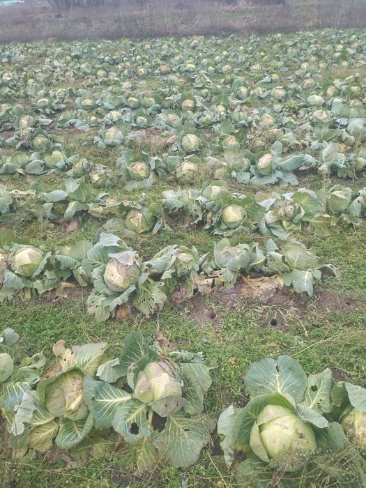 Vand Varza de toamna Crusoe cu frunza subtire Angro!