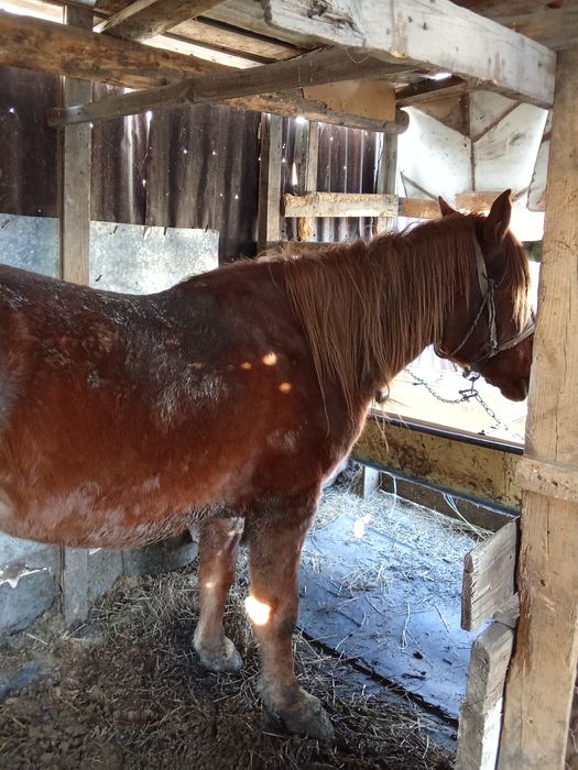 Продаю жерепца жырный