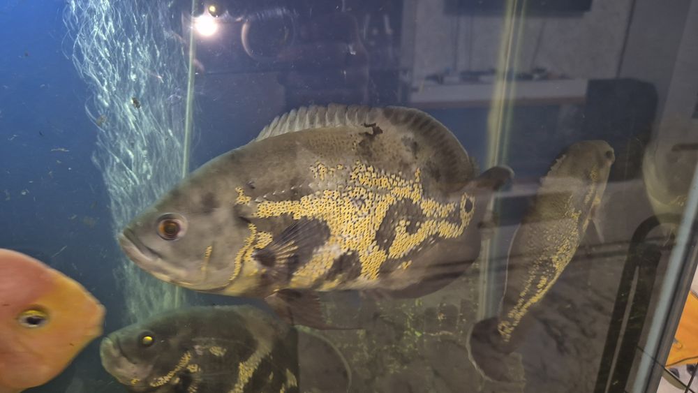 Продам астронотуса