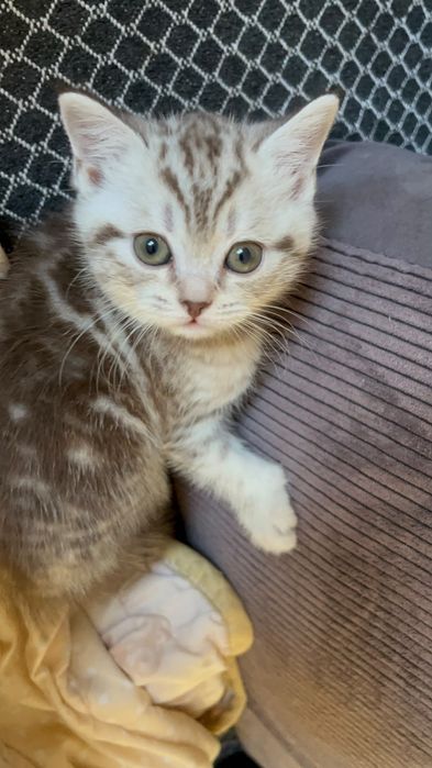 Продам котёнка скоттиш страйт.