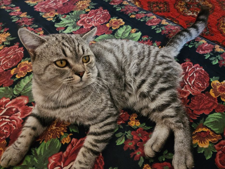 Sipovka suratini erkalash