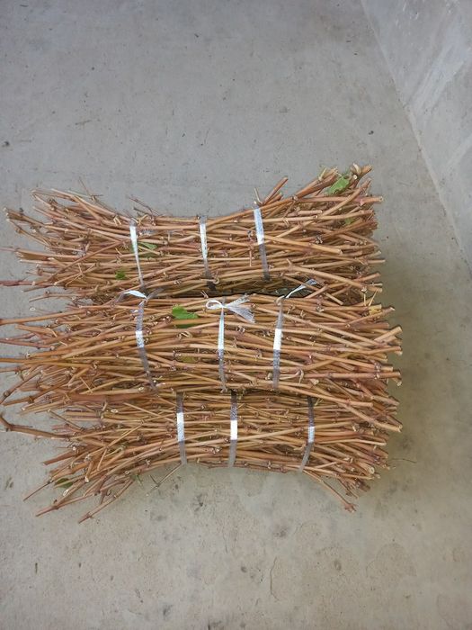 Uzum  kòcatlari va qalamchasi ZARKENT